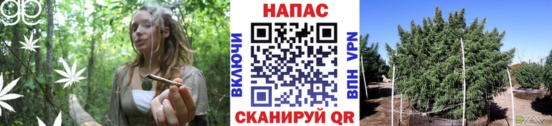 где купить наркотик  Удачный  Марихуана ГИДРОПОН 